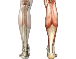 calf muscle and achilles tendon